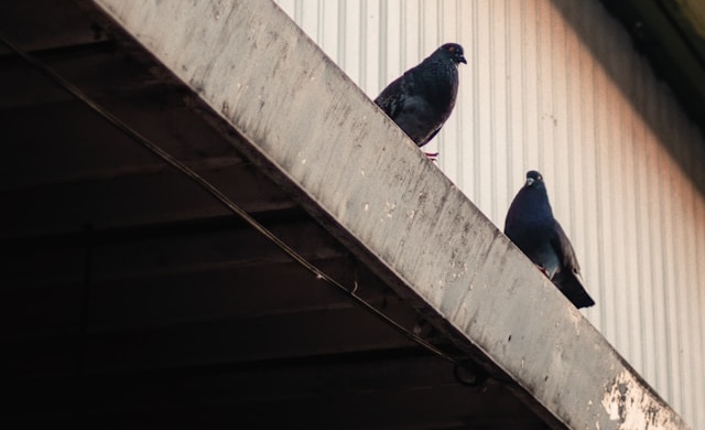 Top Signs Your Gutters Need Cleaning and How JNC Gutter Cleaners Can Help